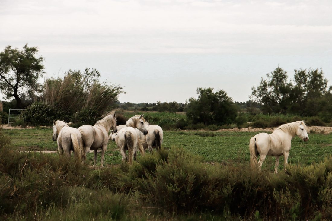 Une semaine pour découvrir la Camargue - The PR Insider